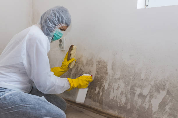 West Point, GA Mold Removal & Remediation Company